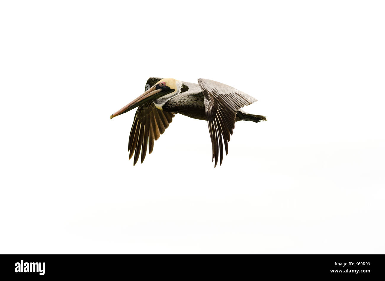 Pelikan tauchen Fliegen ist eine schöne gefiederten Pazifikküste pelican Tauchen in Richtung Ozean Wasser. Stockfoto