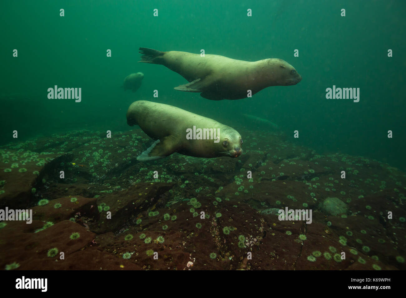 Seelöwen schwimmen unter Wasser. Bild im Pazifischen Ozean in der Nähe von Hornby Island, BC, Kanada. Stockfoto