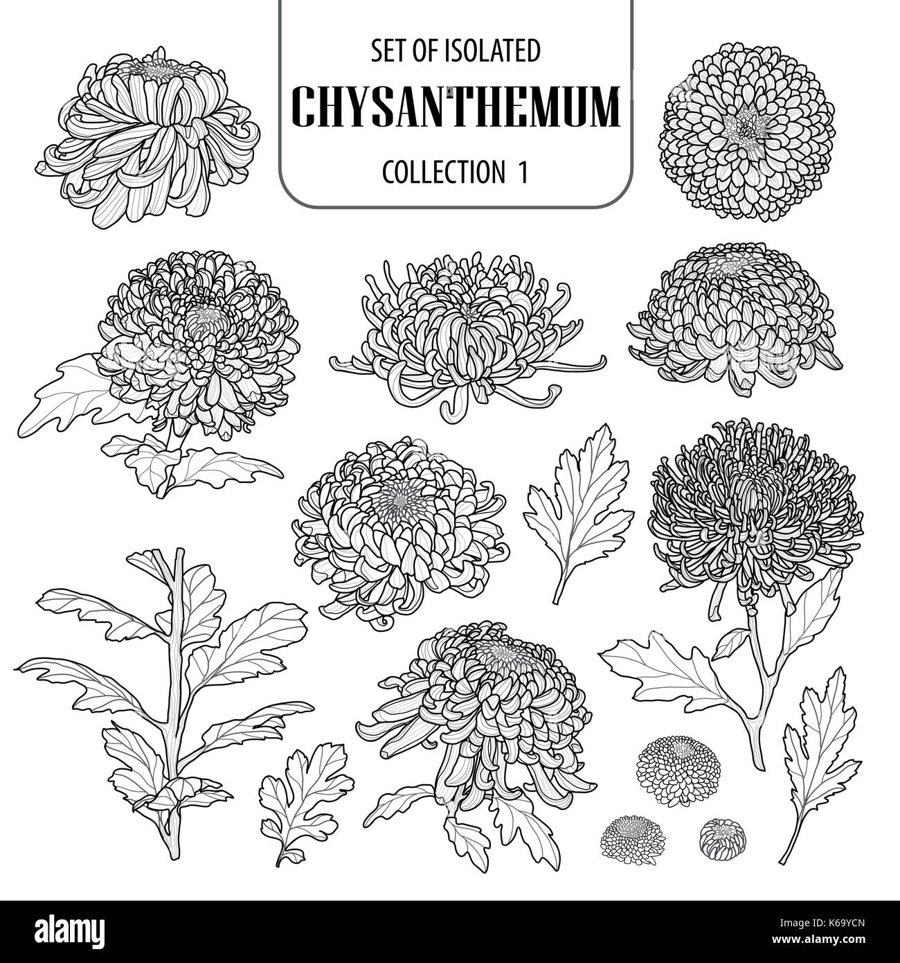 Eingestellt von isolierten Chrysantheme Sammlung 1. Blumen Abbildung in der hand Niedlich gezeichneten Stil. In Schwarz und Weiß auf Weiß präsentiert backgrou Stock Vektor