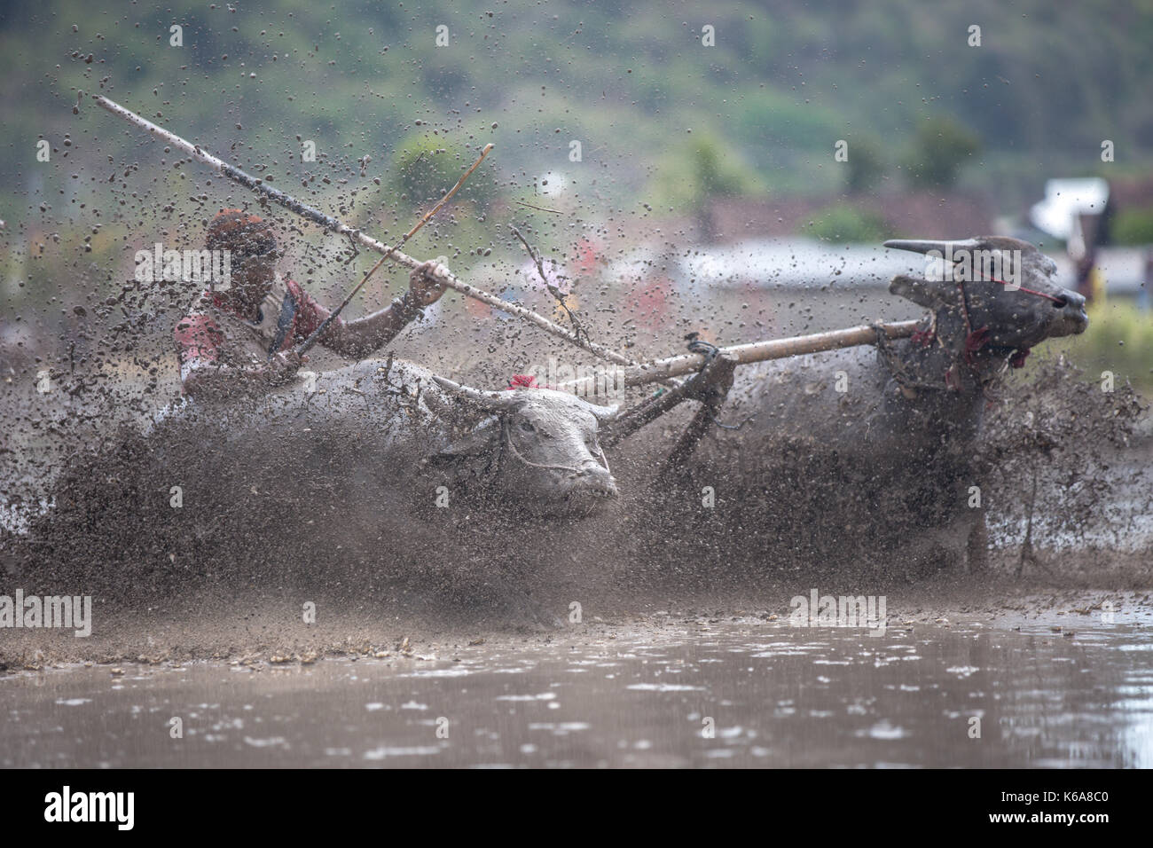 Barapan Kebo - Traditionelle bull Rennen in Sumbawa Stockfoto