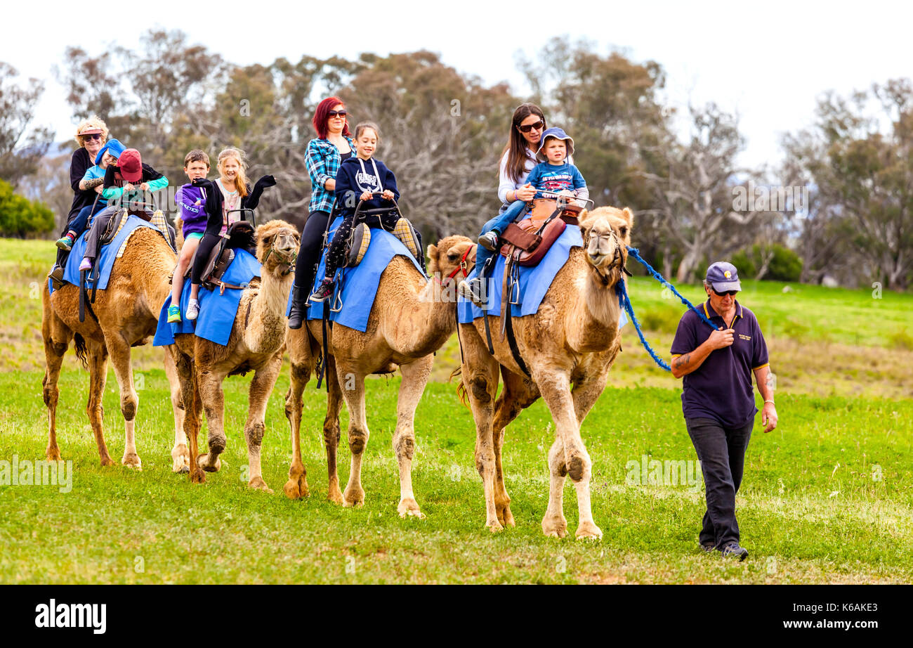 Kamelreiten an Canberras Arboretum während der Schulferien Stockfoto