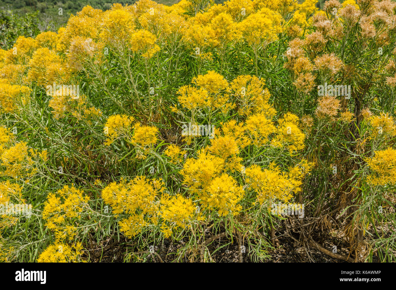 (Rabbitbrush Ericameria nauseosa) wächst entlang der Utah Straßenränder im August, September und Oktober. Dieses Bild zeigt die Details sowohl in den Blumen und Th Stockfoto
