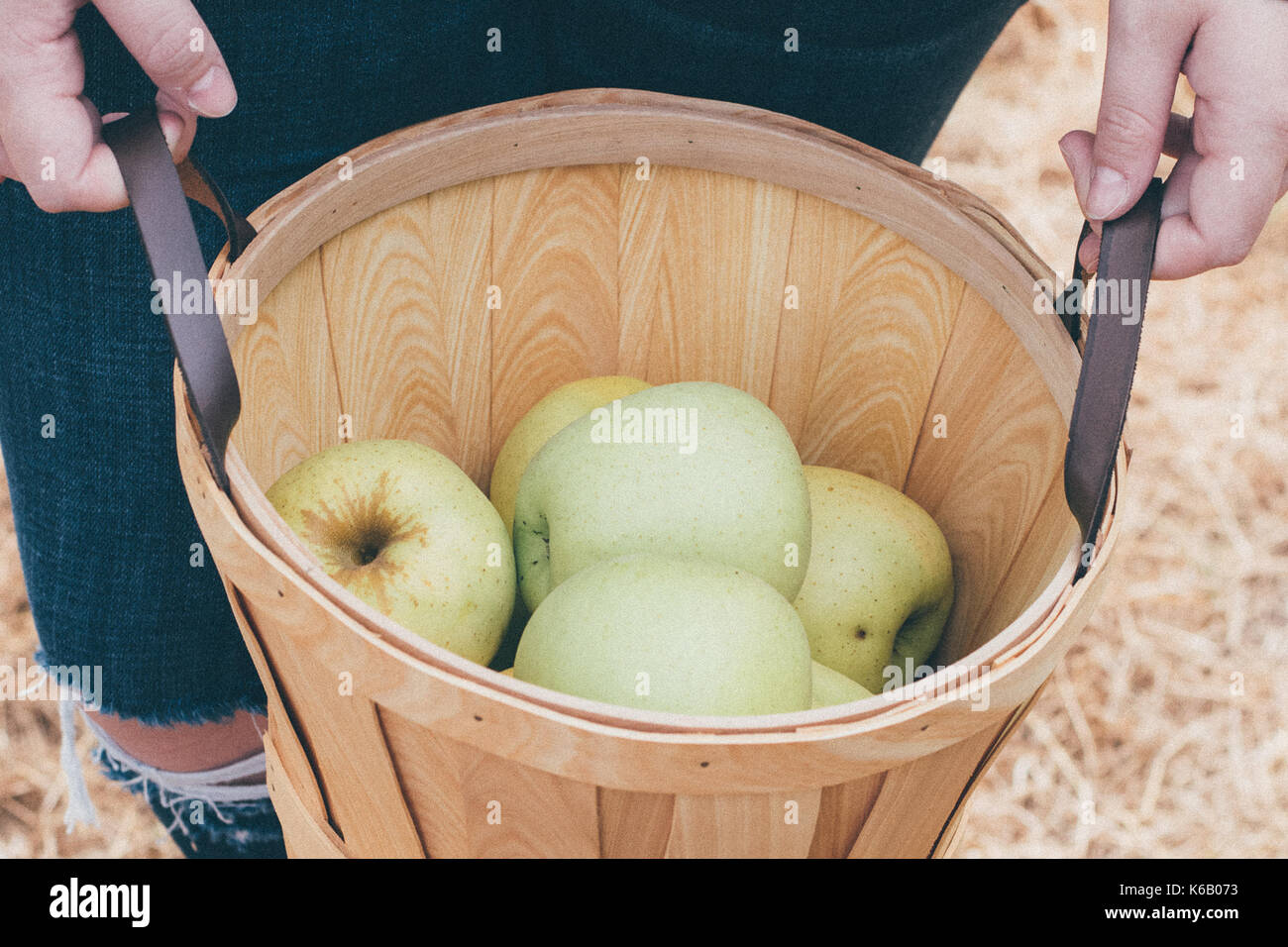 Goldene Äpfel reif für die Ernte aus dem Baum in einem Obstgarten im Herbst Stockfoto