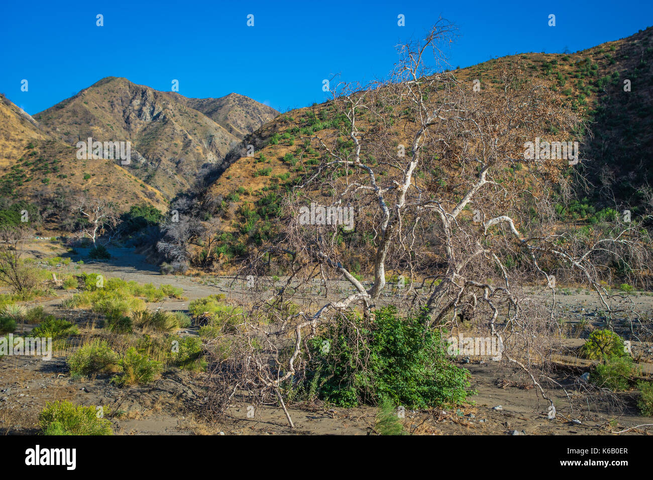 Baum und Bürste wachsen in Südkalifornien Tal in den San Gabriel Mountains. Stockfoto