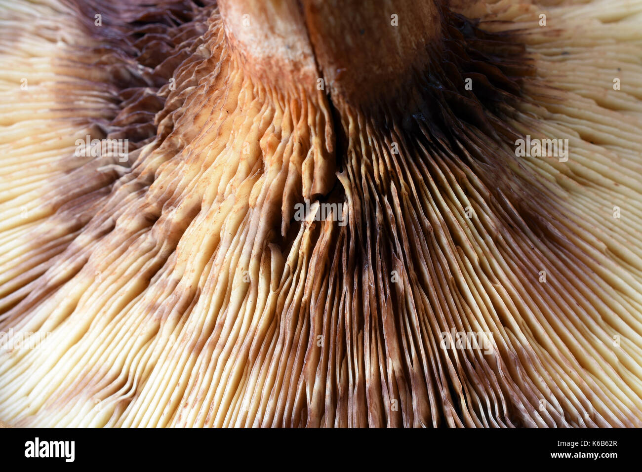 Detail der Pilz als abstrakter Hintergrund. Stockfoto
