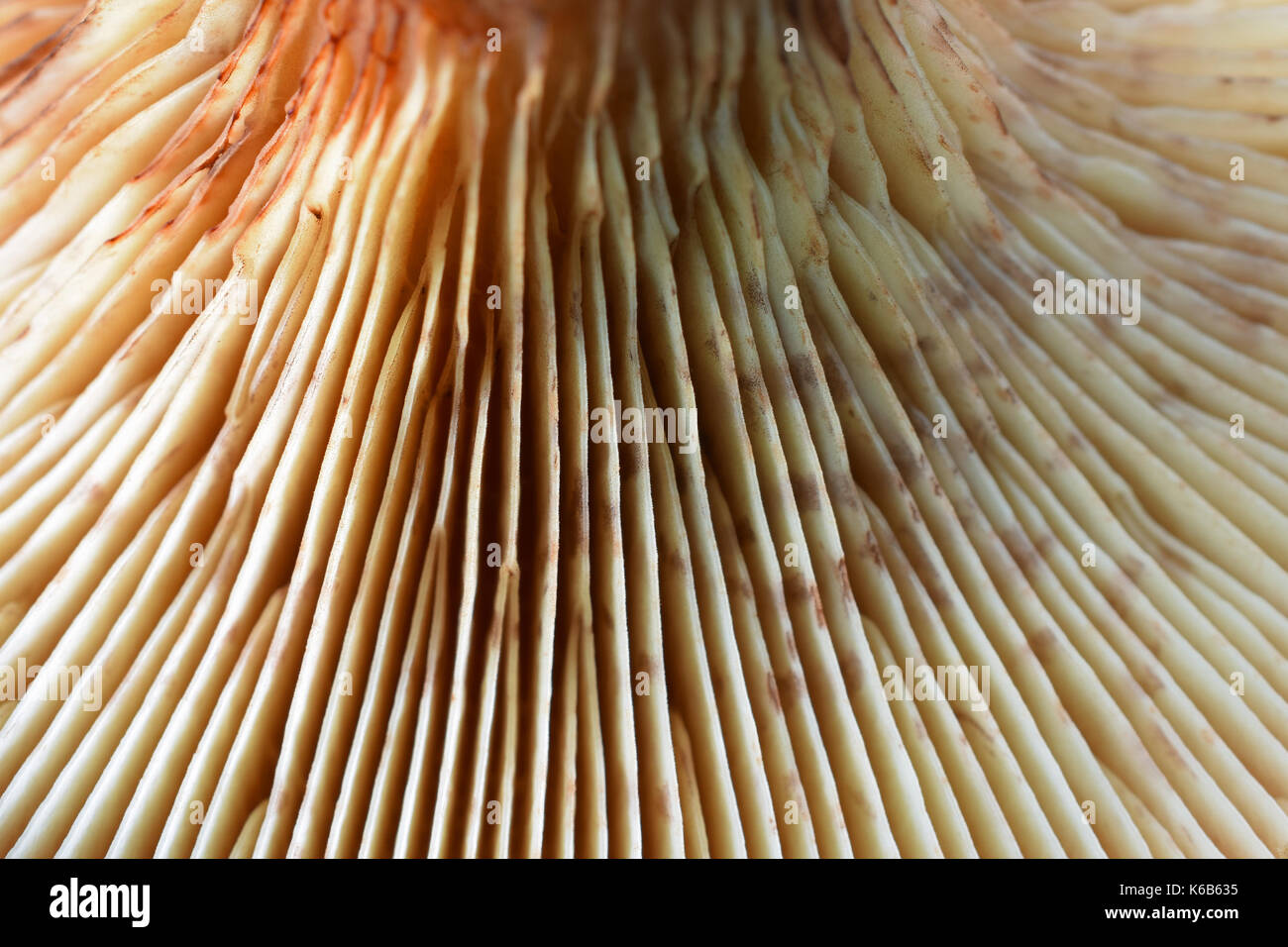 Detail der Pilz als abstrakter Hintergrund. Stockfoto