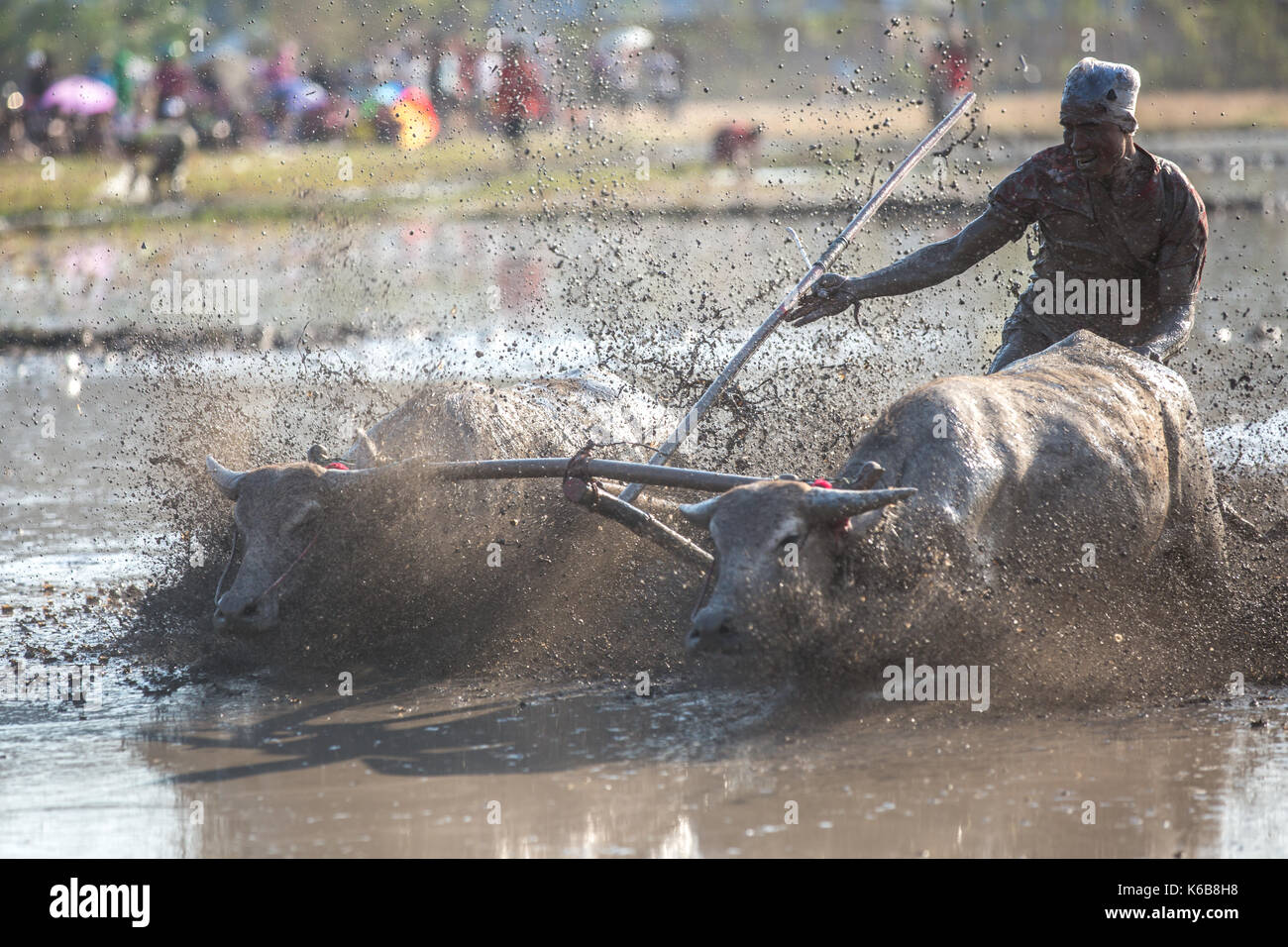 Barat Jereweh, Sumbawa, Indonesien - 10. September 2017: Lokale Buffalo race Wettbewerb auf Sumbawa in Jereweh, Indonesien am 10. September 2017 statt. Stockfoto