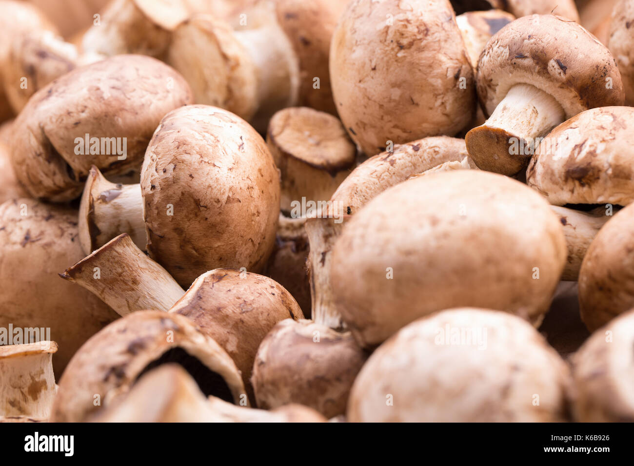 Nahaufnahme der weißen Pilze. Stockfoto