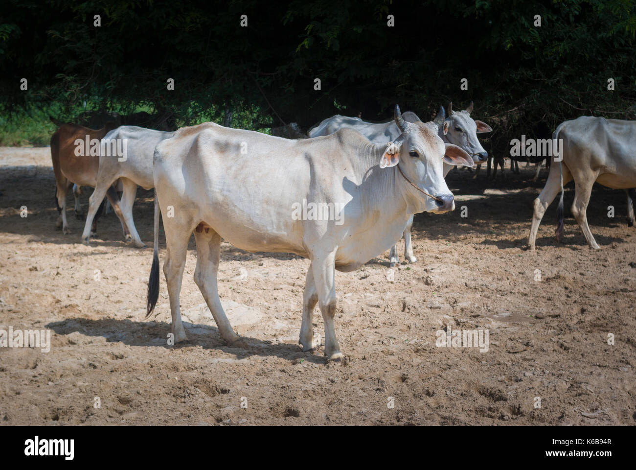 Kühe roaming um Bagan, Myanmar, Birma, Asien Stockfoto