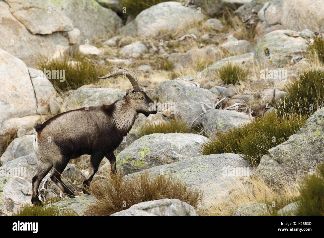 Spanische ibex - paarungszeit Stockfoto