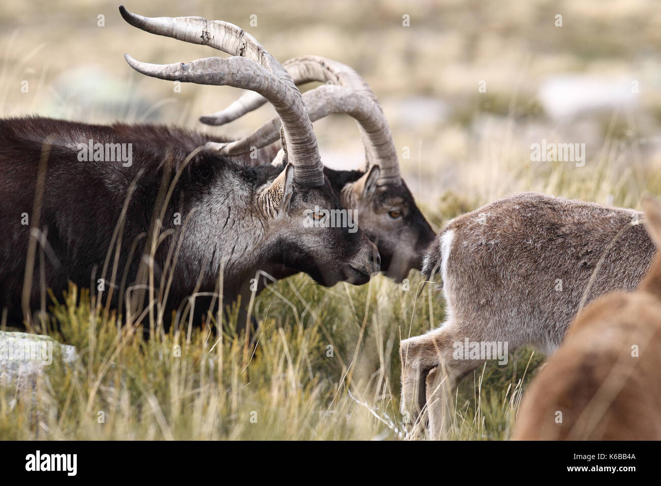 Spanische ibex - paarungszeit Stockfoto