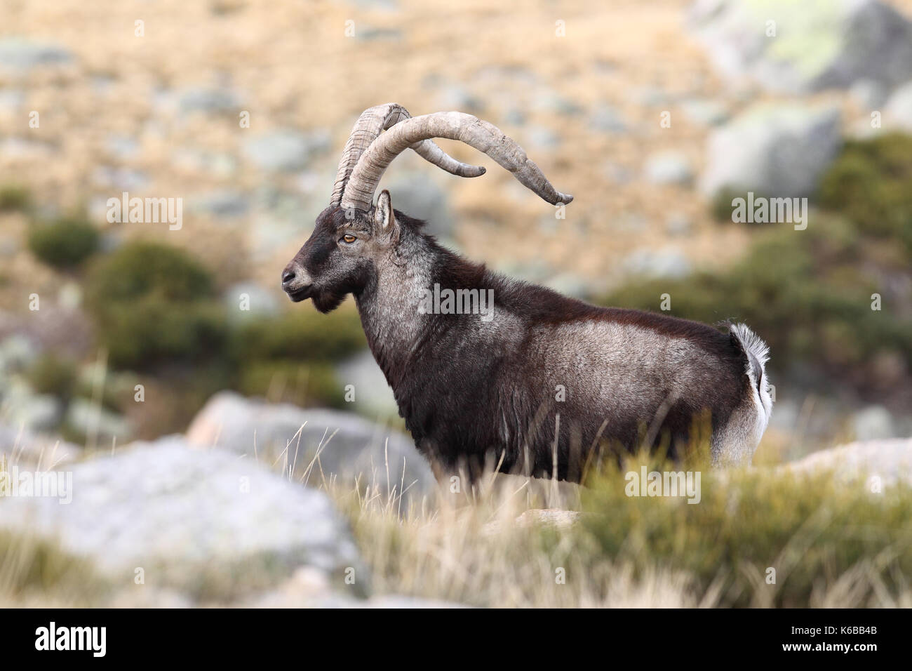 Spanische ibex - paarungszeit Stockfoto