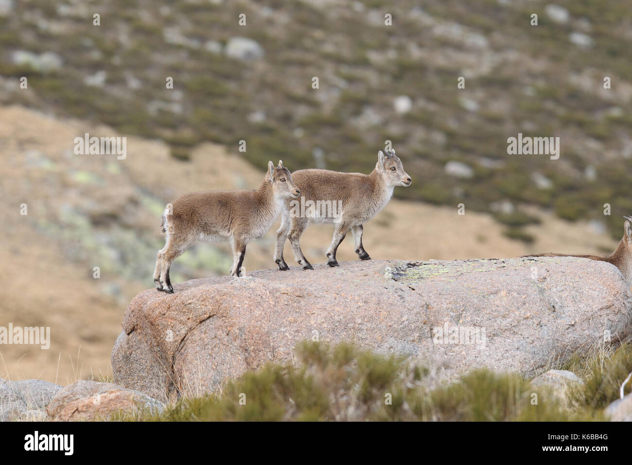 Spanische ibex - paarungszeit Stockfoto
