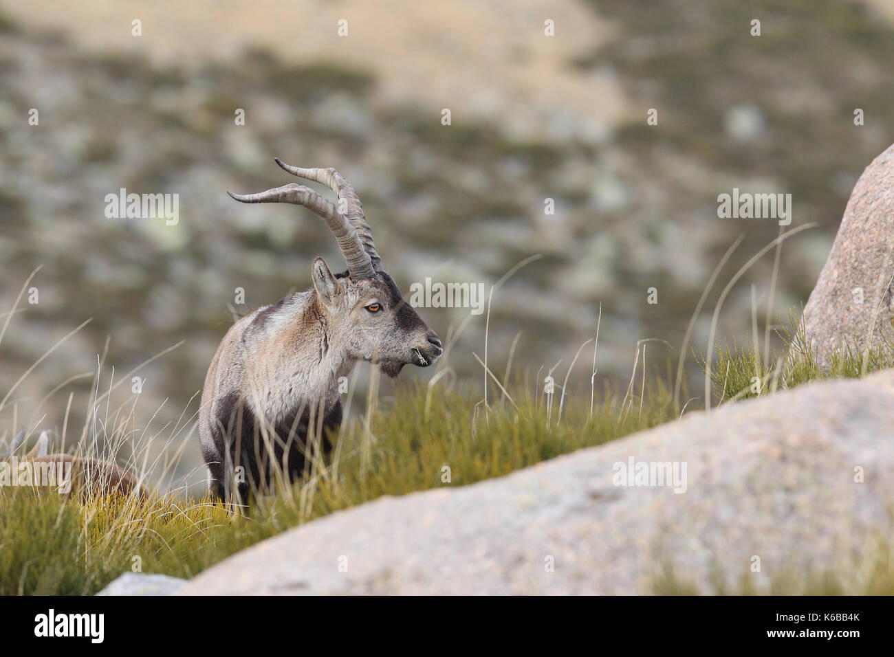 Spanische ibex - paarungszeit Stockfoto