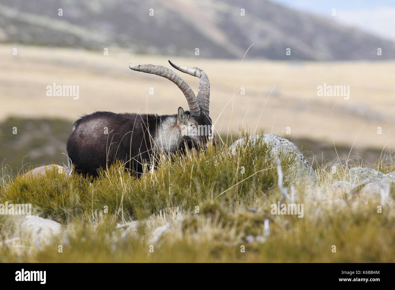 Spanische ibex - paarungszeit Stockfoto