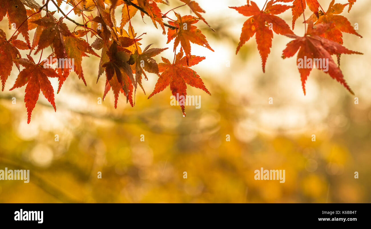 Herbstliche Hintergrund, leicht defokussiert Rot marple Blätter mit Wassertropfen Stockfoto