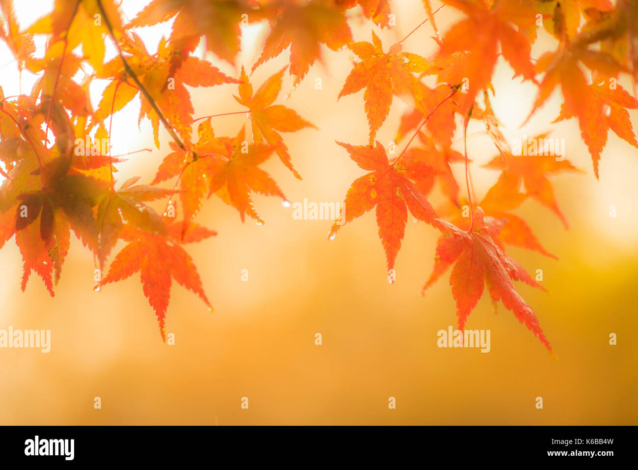 Herbstliche Hintergrund, leicht defokussiert Rot marple Blätter mit Wassertropfen Stockfoto