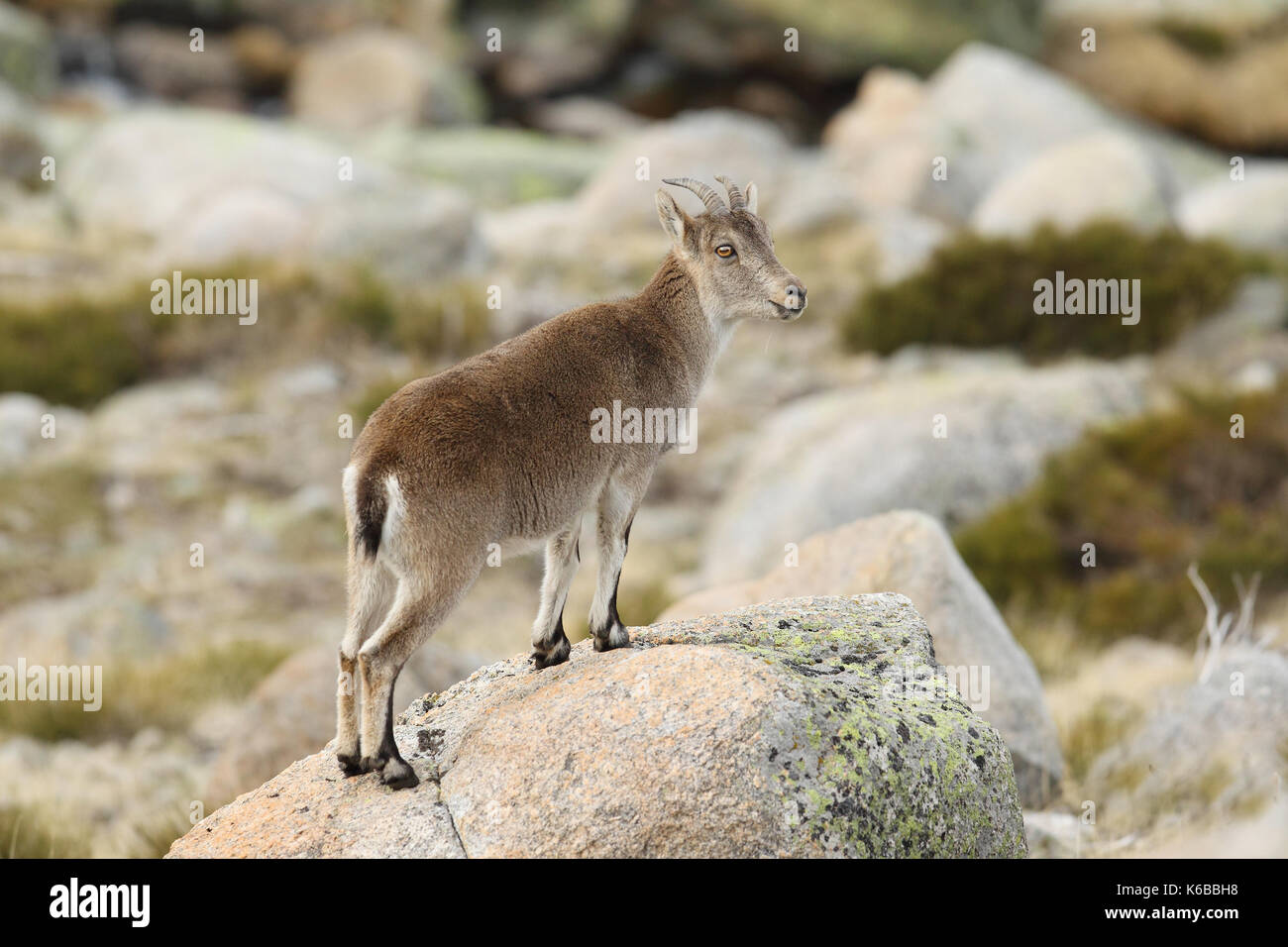 Spanische ibex - paarungszeit Stockfoto