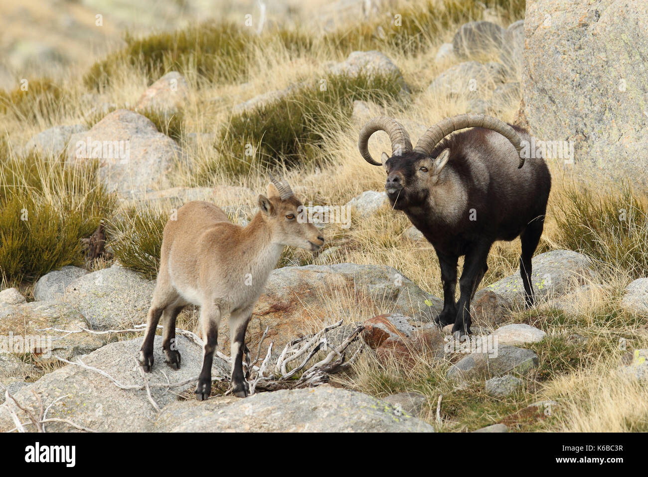 Spanische ibex - paarungszeit Stockfoto