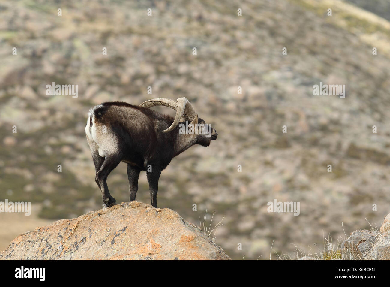 Spanische ibex - paarungszeit Stockfoto