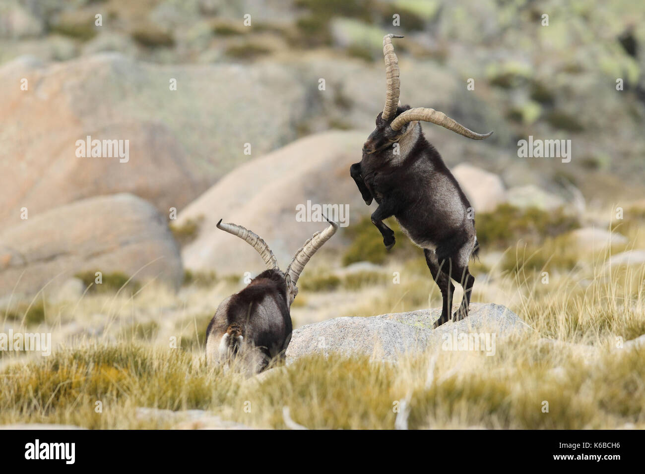 Spanische ibex - paarungszeit Stockfoto