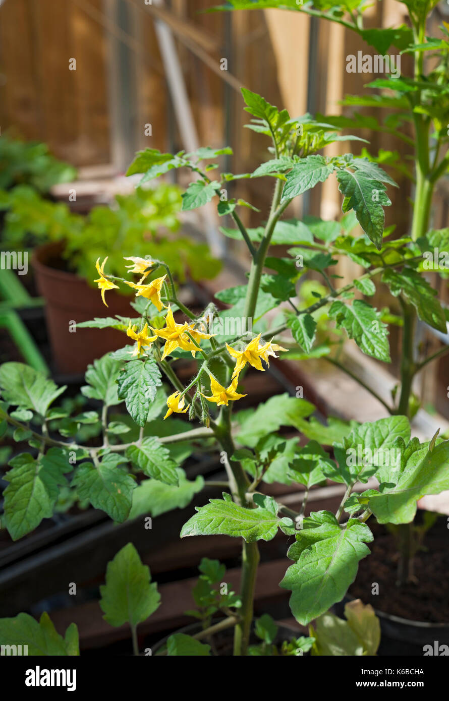 Nahaufnahme von gelben Blüten auf Tomatenpflanzen, die im Frühjahr in einem Gewächshaus wachsen England Vereinigtes Königreich GB Großbritannien Stockfoto