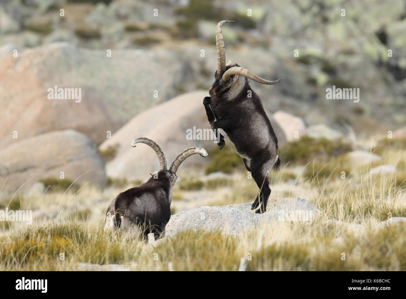 Spanische ibex - paarungszeit Stockfoto