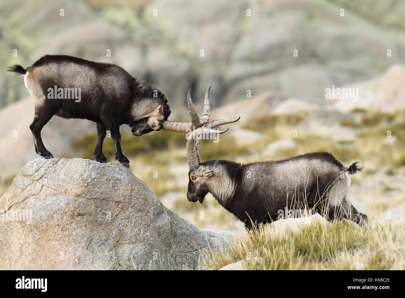 Spanische ibex - paarungszeit Stockfoto