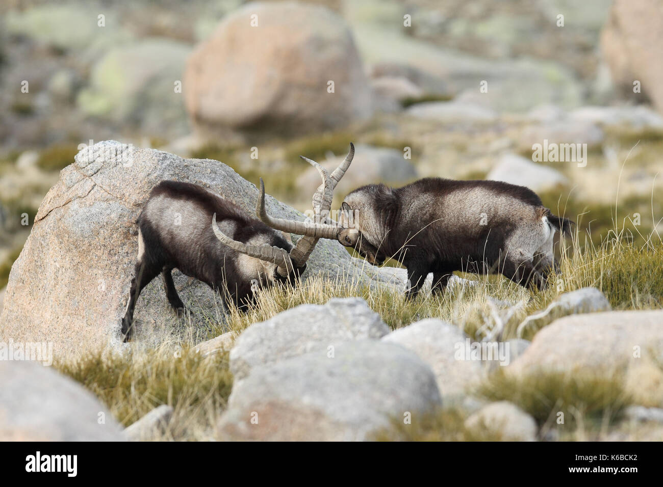 Spanische ibex - paarungszeit Stockfoto
