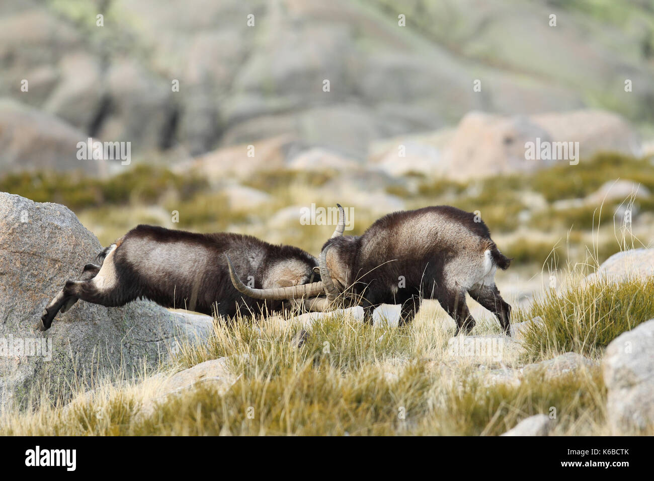 Spanische ibex - paarungszeit Stockfoto