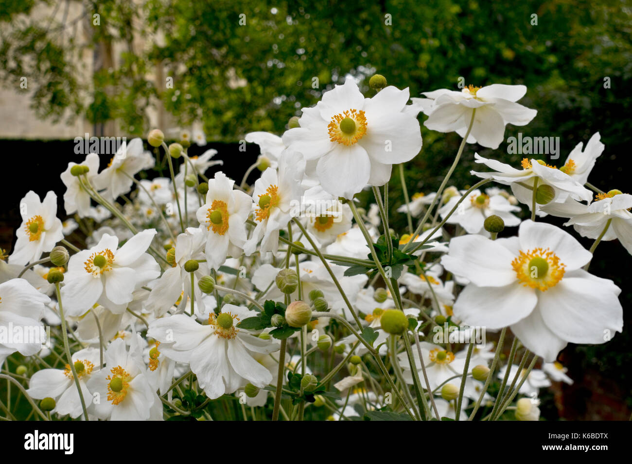 Nahaufnahme von weißen Anemonen Blumen Blüte im Sommer England UK Vereinigtes Königreich GB Großbritannien Stockfoto