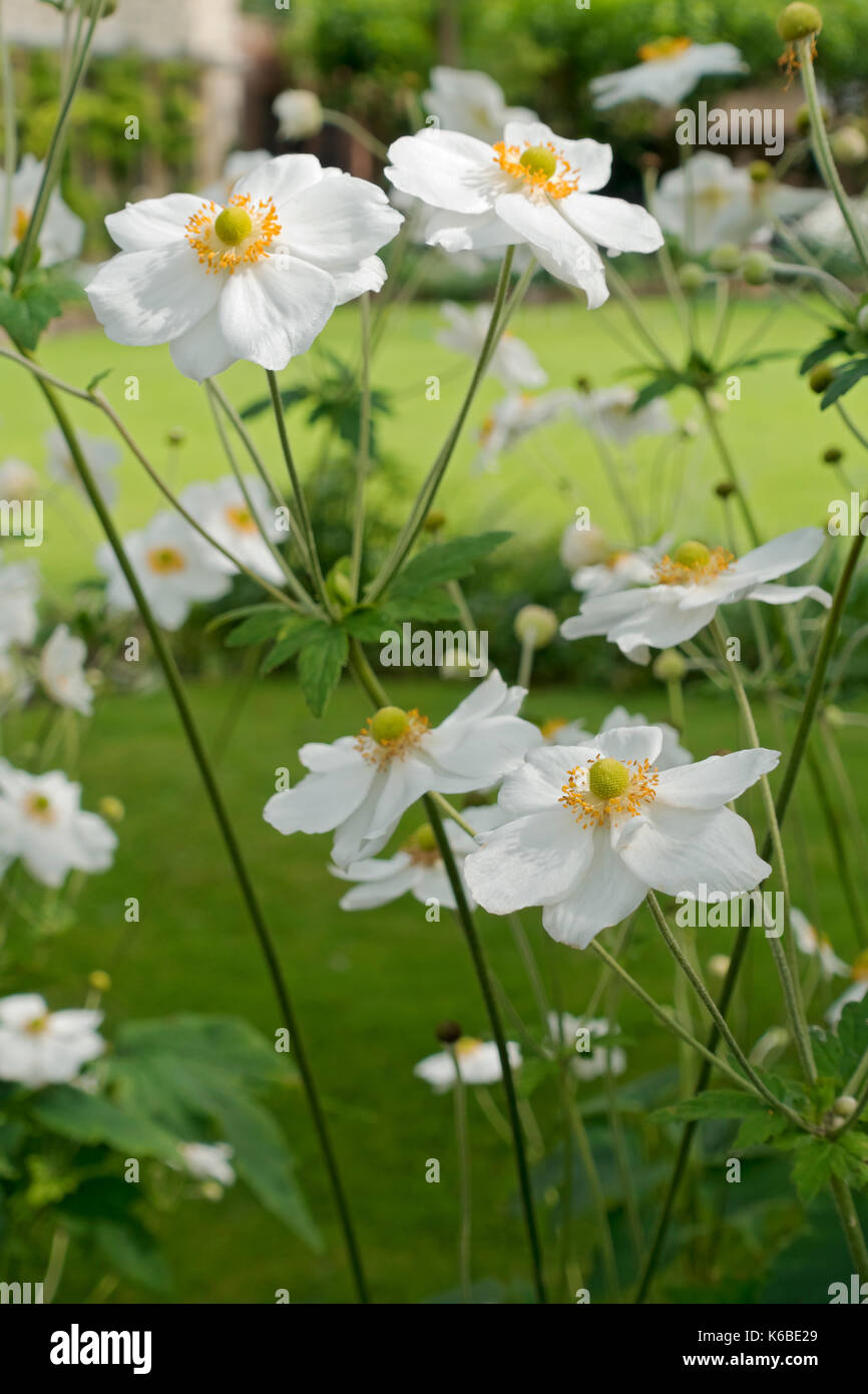 Nahaufnahme von weißen Anemonen Blumen Blüte im Sommer England UK Vereinigtes Königreich GB Großbritannien Stockfoto