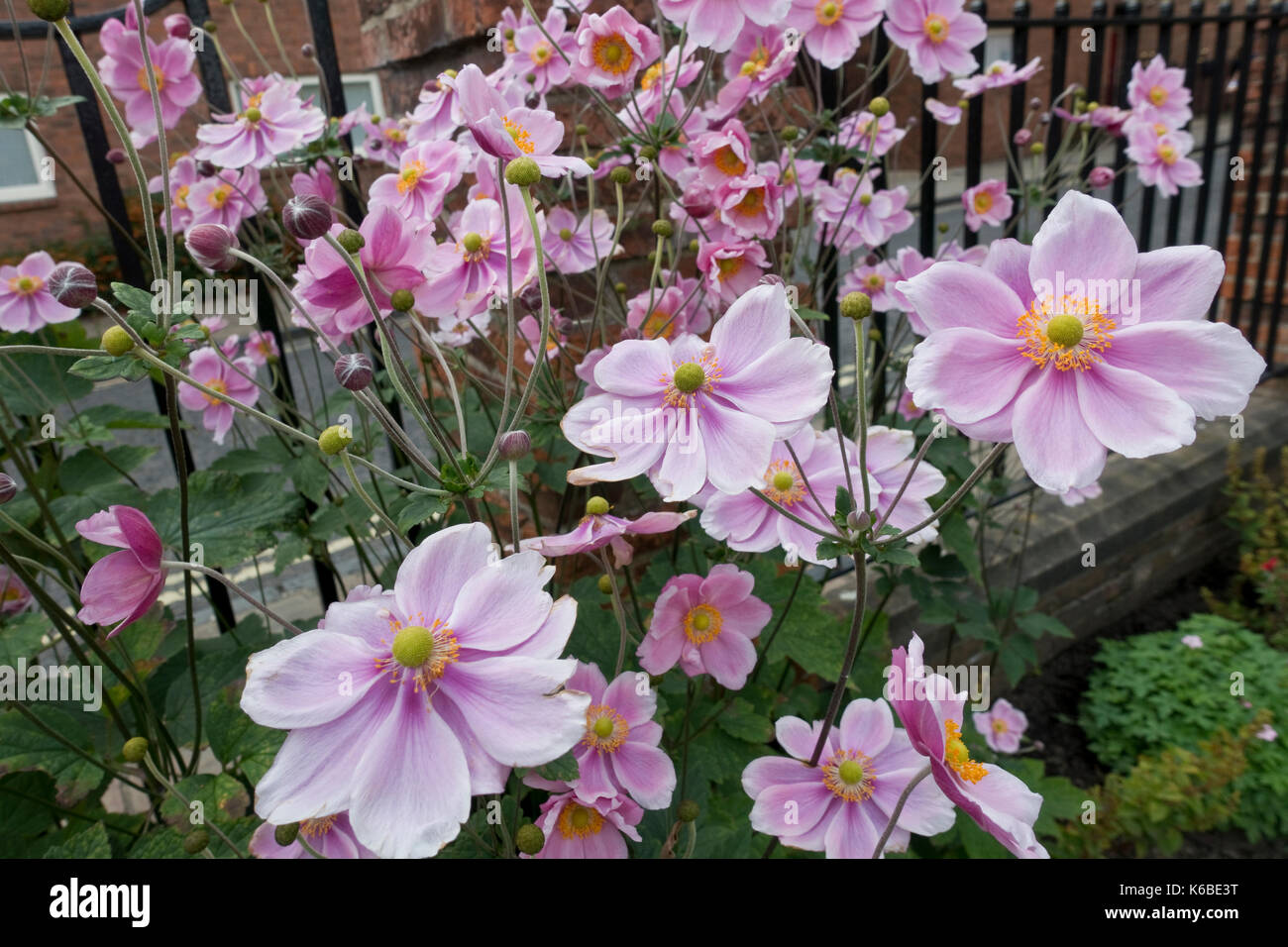 Nahaufnahme von rosa Anemonen Blumen Blüte im Sommer England UK Vereinigtes Königreich GB Großbritannien Stockfoto