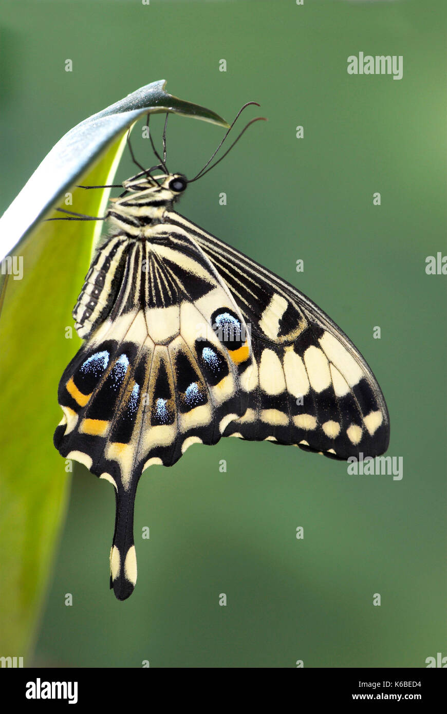 Schwalbenschwanz Schmetterling, Papilio ophidocephalus, Seitenansicht von Flügeln, Augenflecken, Schwanz Stockfoto