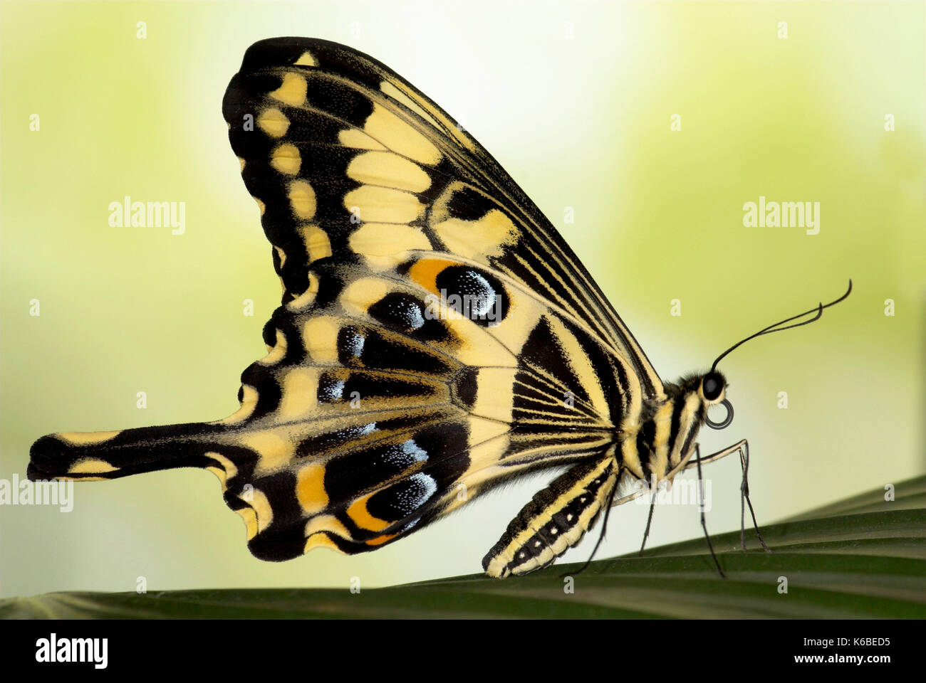 Schwalbenschwanz Schmetterling, Papilio ophidocephalus, Seitenansicht von Flügeln, Augenflecken, Schwanz Stockfoto