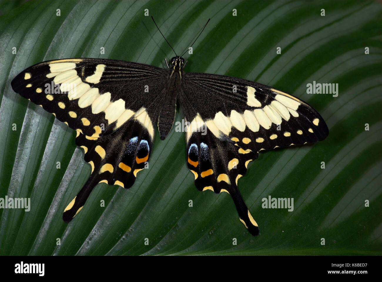 Schwalbenschwanz Schmetterling, Papilio ophidocephalus, Flügel öffnen, Auge Flecken, Schwanz Stockfoto