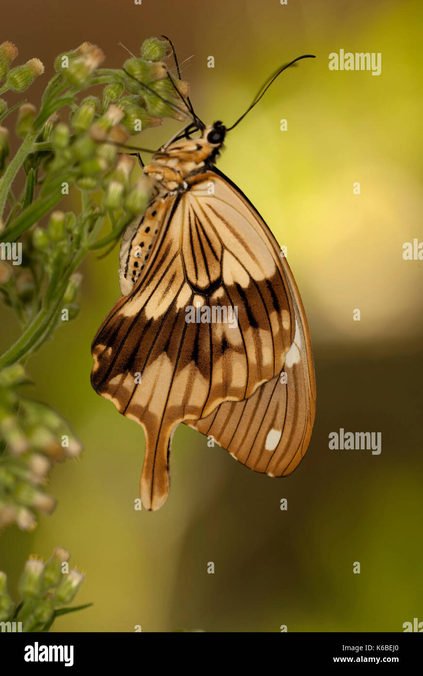 Spötter Schwalbenschwanz Schmetterling, Papilio dardanus, Seitenansicht der Flügel ruht auf Blume, Braun, männlich, Stockfoto