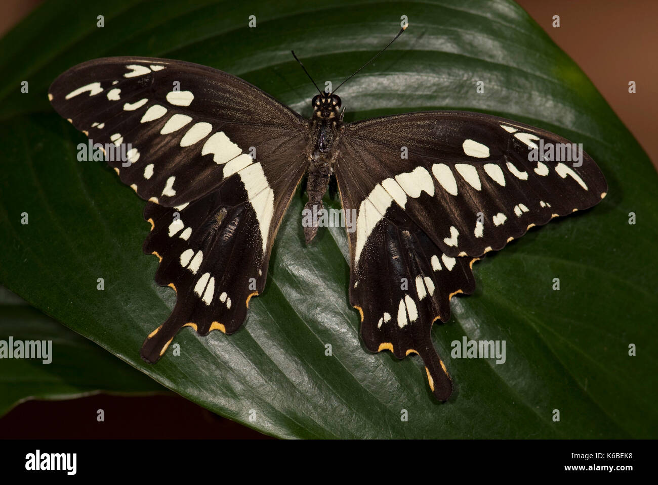 Papilio constantinus Schmetterling, die Seitenansicht eines geschlossenen Flügeln ruht auf Blatt, Flügel öffnen, Schwänze, Ostafrika Stockfoto