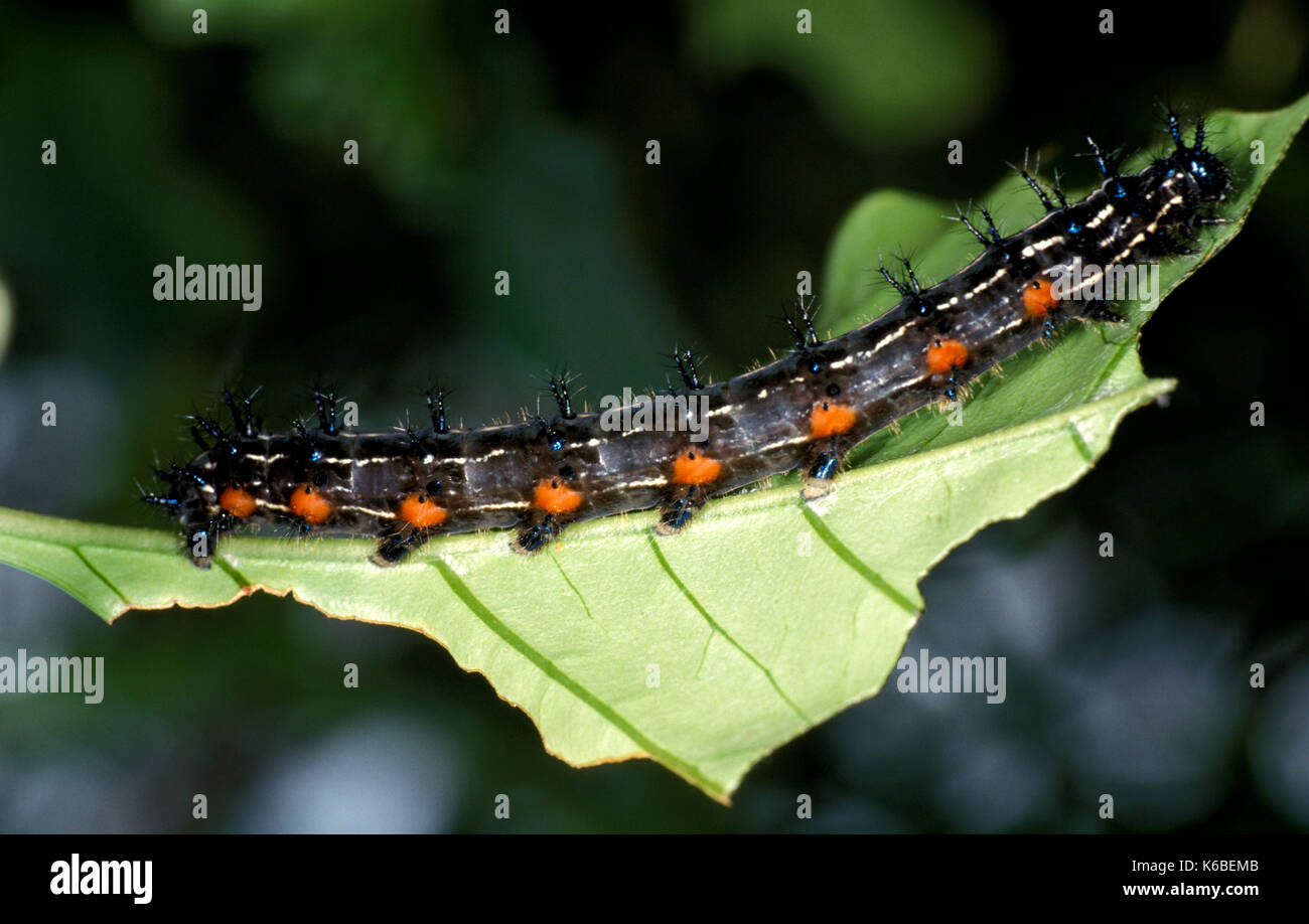 Herbst Blatt Caterpillar, Doleschallia bisaltide Australis, nymphalid Schmetterling in Indien gefunden, auch in Australien, wo als Leafwing, stacheligen bekannt ist gefunden Stockfoto