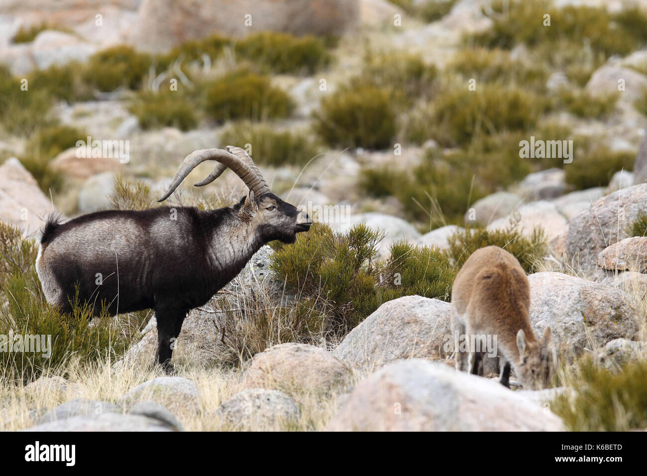 Spanische ibex - paarungszeit Stockfoto