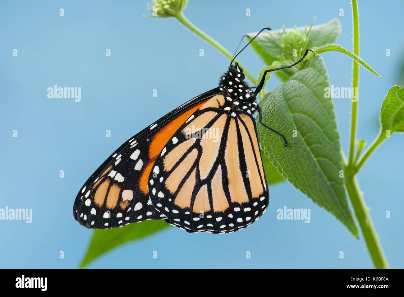 Monarch Butterfly, Danaus plexippus, Nord- und Mittelamerika, hängen an Strauch gegen den blauen Himmel Hintergrund, Orange und schwarze Flügel Muster Stockfoto