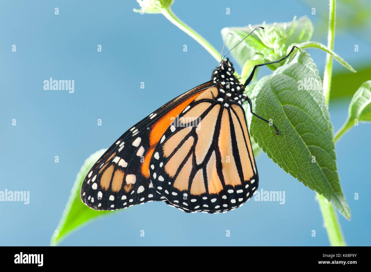 Monarch Butterfly, Danaus plexippus, Nord- und Mittelamerika, hängen an Strauch gegen den blauen Himmel Hintergrund, Orange und schwarze Flügel Muster Stockfoto