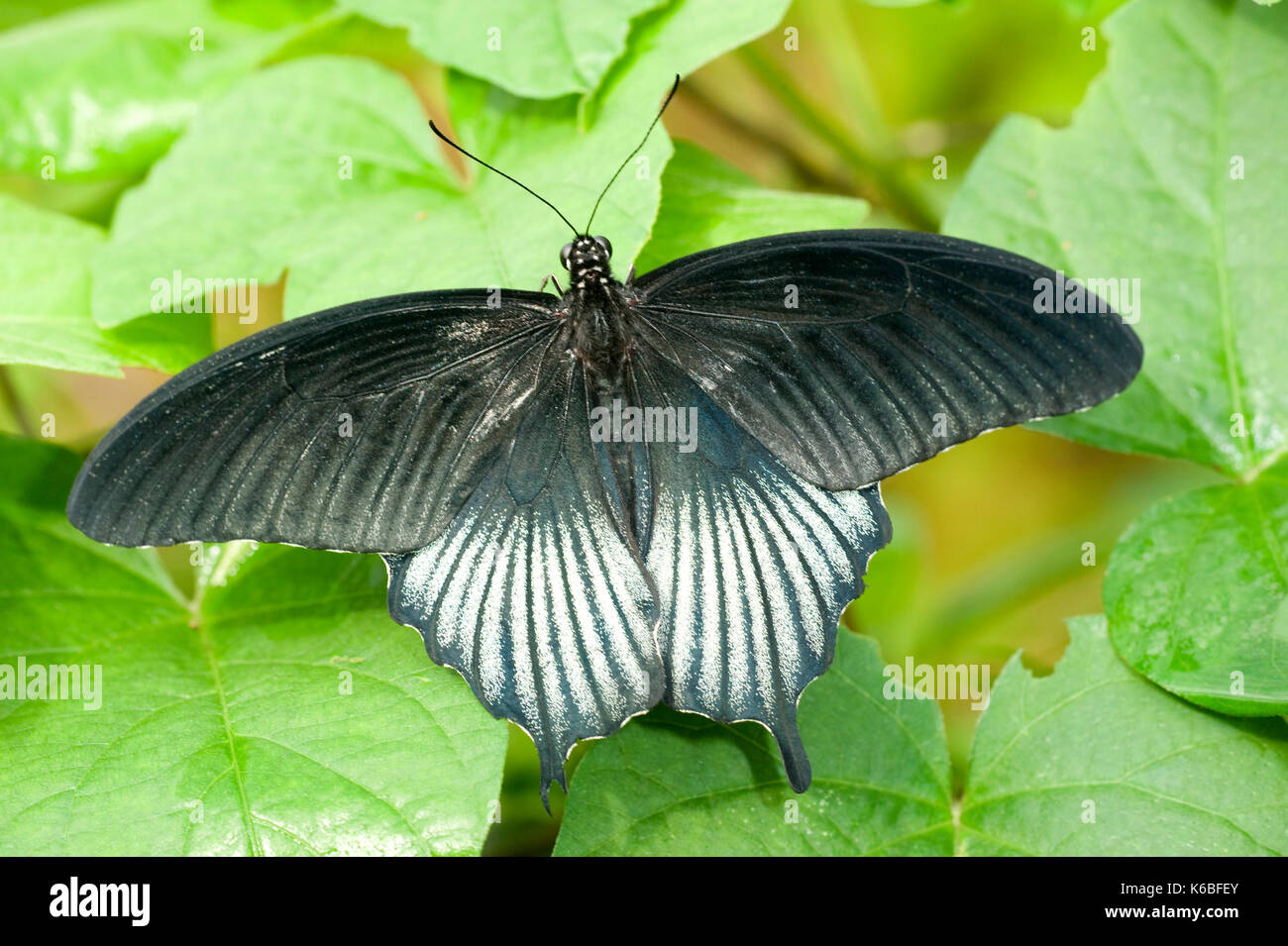 Scharlachroter Schwalbenschwanz, Papilio rumanzovia, Südasien, schwarze und blaue Farbe, Regenwald, Urwald Stockfoto