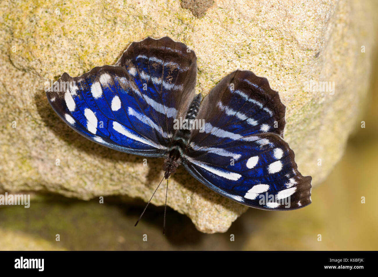 Mexikanische Bluewing oder einfache Blue Wing Schmetterling, Myscelia ethusa, Mittelamerika, Nymphalidae, Blau und Schwarz gemusterten Flügeln öffnen Stockfoto