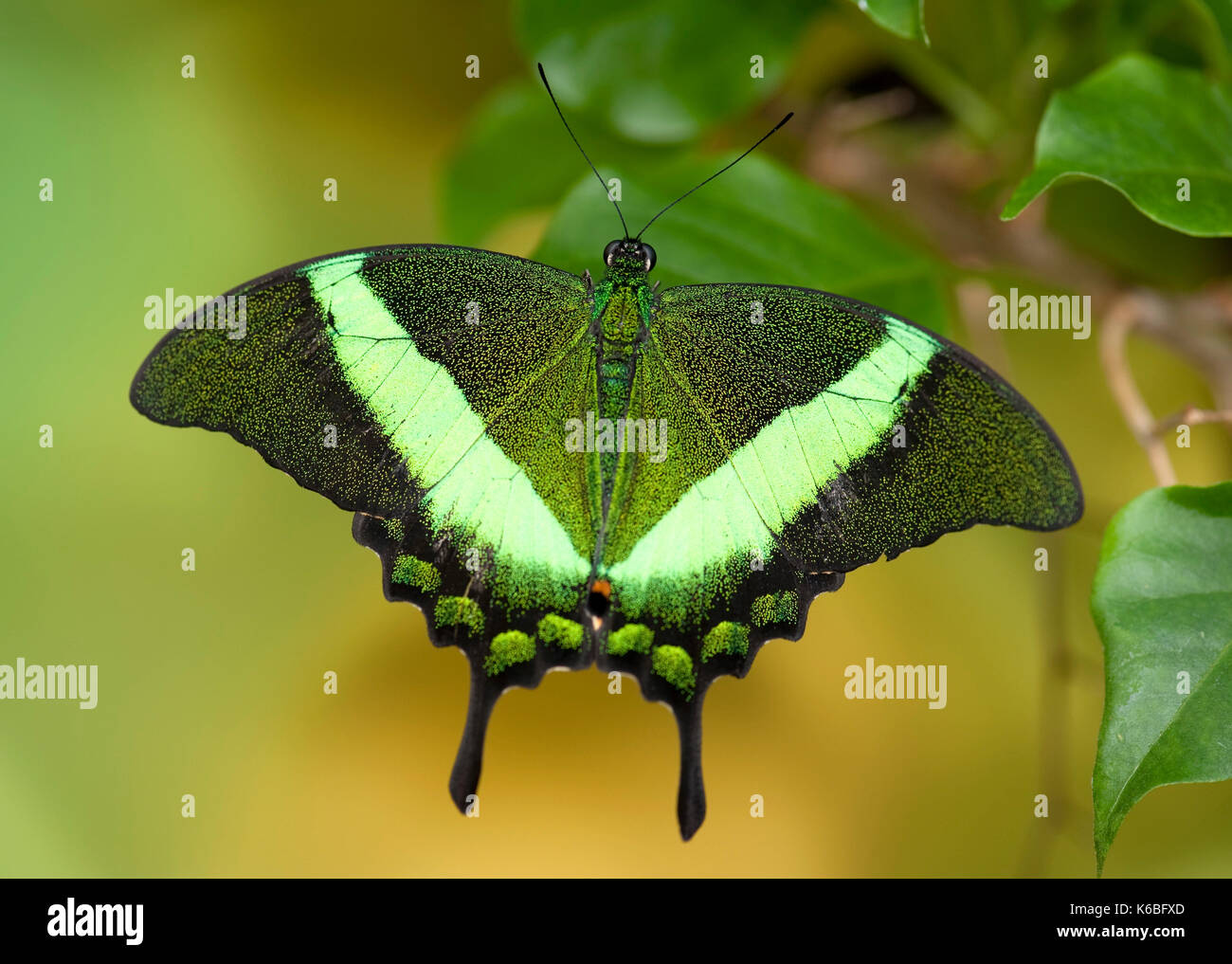 Emerald Schwalbenschwanz Schmetterling, Papilio Palinurus-arten, Südasien, ruht mit Flügeln öffnen, Farbe grün Stockfoto