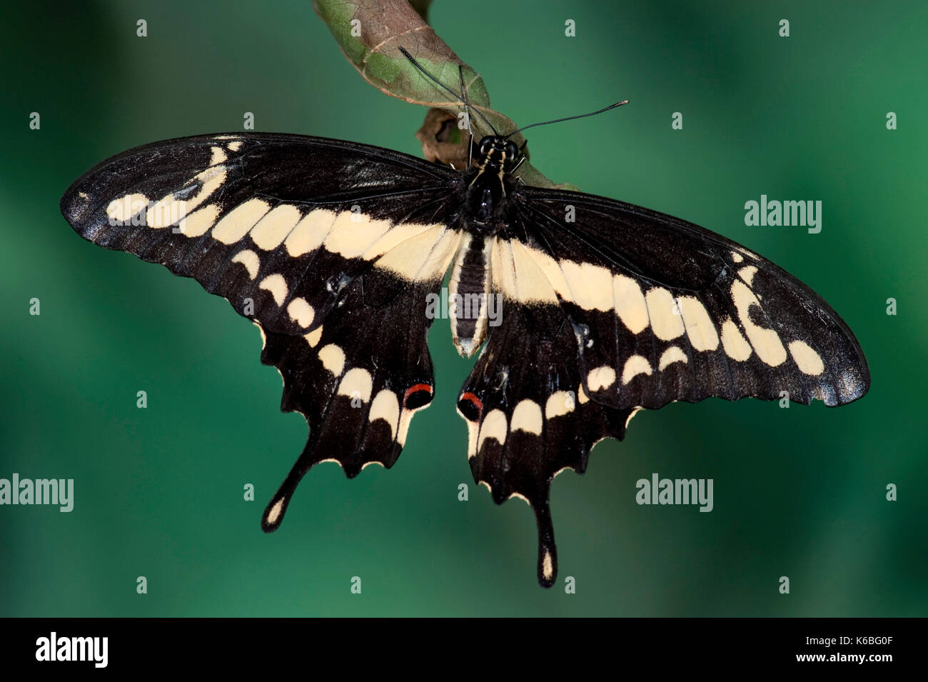 Orange Schwalbenschwanz Schmetterling, Papilio thoas, USA, König, ruht mit Flügeln öffnen, Gelb und Schwarz Stockfoto