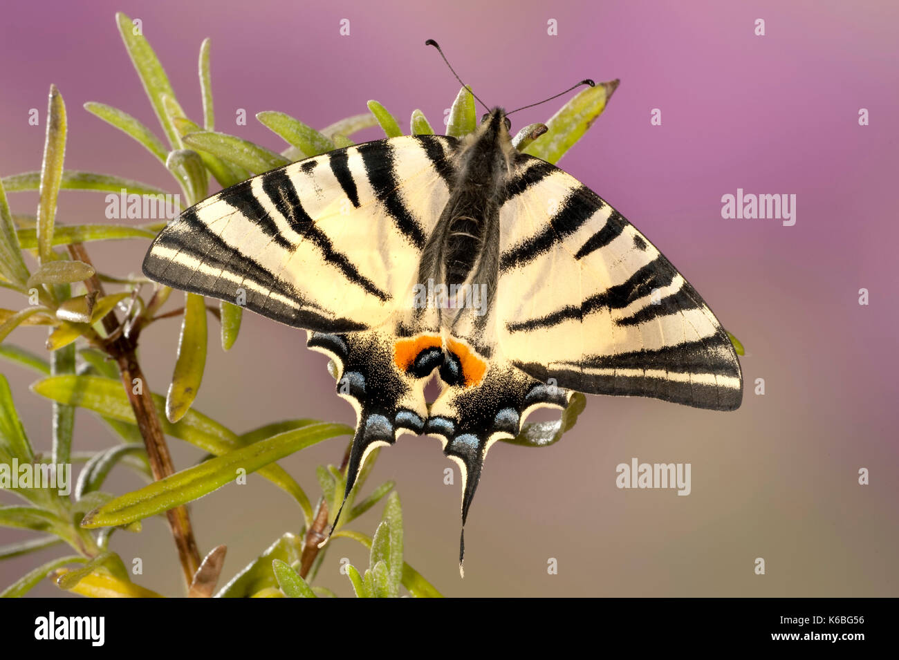 Iphiclides Segelfalter Schmetterling, Art, Europa & Naher Osten Arten, Frühling und Frühsommer, ruht mit Flügeln auf Lavendel Stockfoto