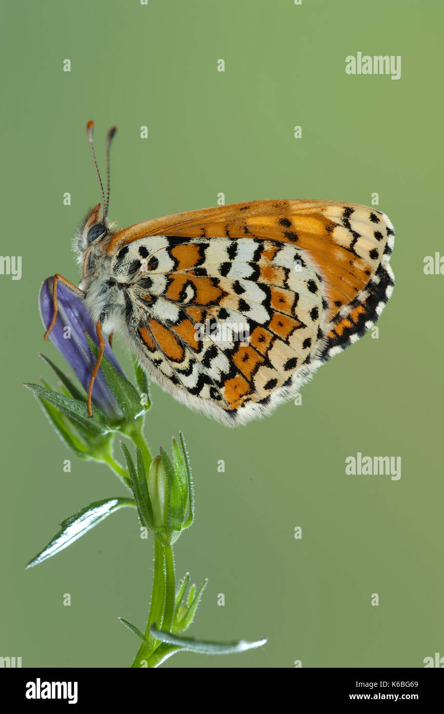 Glanville Fritillaryschmetterling, Melitaea cinxia, UK, Nymphalidae, Seitenansicht der geschlossenen Flügeln, Unterseite Stockfoto