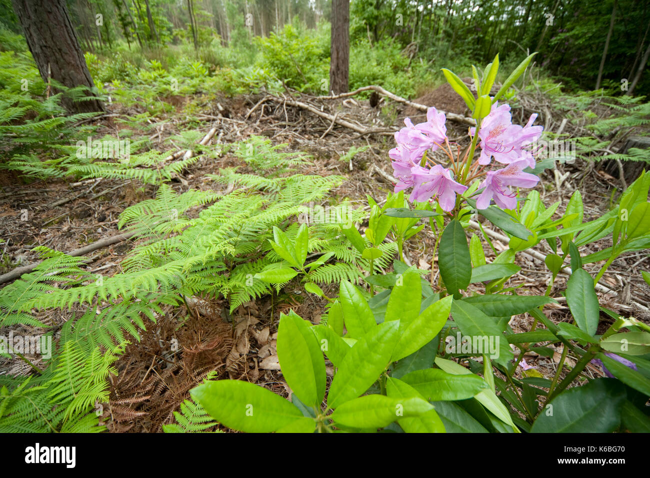 Rhododendron Strauch wächst in Wäldern, Coppicing zur Aufbewahrung bei Blean Woodlands, Kent Großbritannien für Heide Fritillaryschmetterling, Mellicta athalia, einer Stockfoto