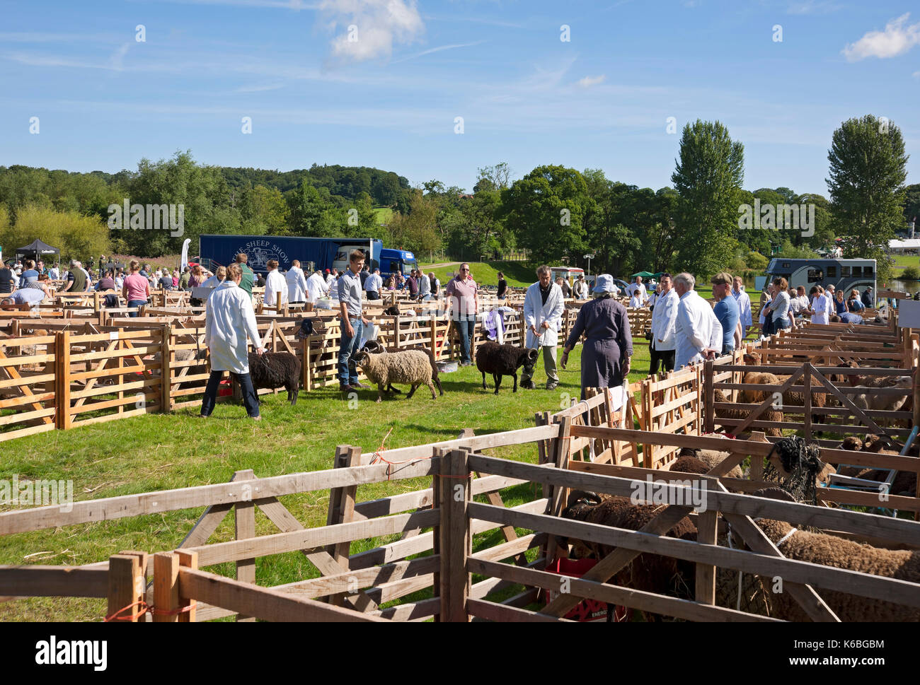 Schafbewertung auf Ripley Show Showground im Sommer North Yorkshire England UK Vereinigtes Königreich GB Großbritannien Stockfoto